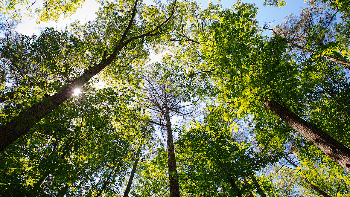 Bäume Bäume | insights by LAMILUX