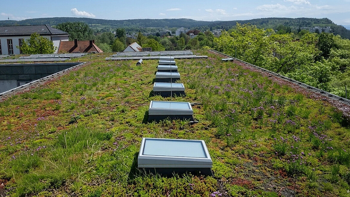 Begrüntes Flachdach mit mehreren Lichtkuppeln in extensiver Dachbegrünung